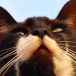 Michi Tribu Perú - Photos Wayki