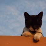 Michi Tribu Perú - Photos Wayki