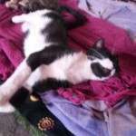 Michi Tribu Perú - Photos Wayki