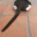 Michi Tribu Perú - Photos Wayki