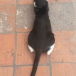 Michi Tribu Perú - Photos Wayki