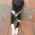 Michi Tribu Perú - Photos Wayki