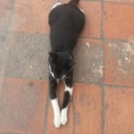 Michi Tribu Perú - Photos Wayki