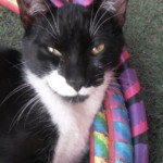 Michi Tribu Perú - Photos Wayki