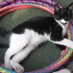 Michi Tribu Perú - Photos Wayki