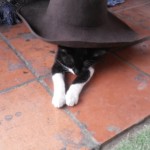 Michi Tribu Perú - Photos Wayki