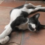 Michi Tribu Perú - Photos Wayki