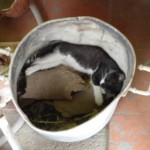 Michi Tribu Perú - Photos Wayki