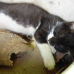 Michi Tribu Perú - Photos Wayki