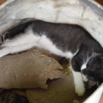 Michi Tribu Perú - Photos Wayki