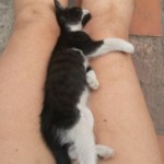 Michi Tribu Perú - Photos Wayki