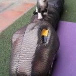 Michi Tribu Perú - Photos Wayki