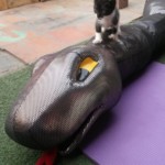 Michi Tribu Perú - Photos Wayki