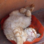 Michi Tribu Perú - Photos Zion