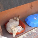 Michi Tribu Perú - Photos Zion