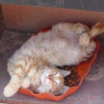 Michi Tribu Perú - Photos Zion