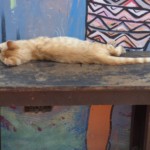 Michi Tribu Perú - Photos Zion